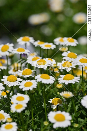 クリサンセマム　カンシロギク　ノースポール（寒白菊：Chrysanthemum） 135383862