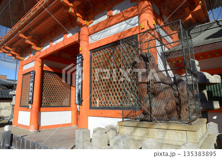 正月の祇園八坂神社　南楼門の狛犬　京都市東山区 135383895