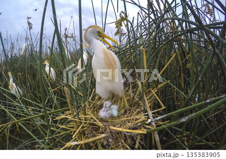Cattle Egret, Bubulcus ibis, nesting, La Pampa Province, Patagonia, Argentina Cattle Egret, Bubulcus ibis, nesting, La Pampa Province, Patagonia, Argentina 135383905