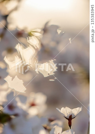 夕陽に透ける桜の花びら_縦 夕陽に透ける桜の花びら_縦 135383945