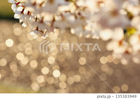 夕陽で黄金色に煌めく桜と玉ボケ 135383949