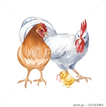 A composition with a white rooster, a brown hen and a chicken with a worm in its beak on an isolated background. Watercolor illustration of a chicken family in a poultry yard in natural colors 135383964