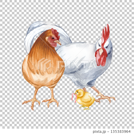 A composition with a white rooster, a brown hen and a chicken with a worm in its beak on an isolated background. Watercolor illustration of a chicken family in a poultry yard in natural colors 135383964