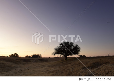 Flowered field in the Pampas Plain, La Pampa Province, Patagonia, Argentina. 135383968