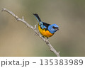 Blue and Yellow Tanager, Thraupis bonariensis, Calden Forest, La Pampa, Argentina 135383989