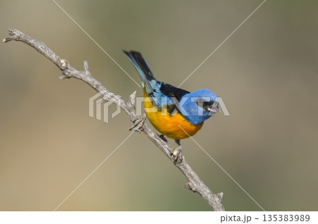 Blue and Yellow Tanager, Thraupis bonariensis, Calden Forest, La Pampa, Argentina 135383989