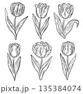 Tulips outline. Tulip flower line art. Hand drawn set of tulips branches. Tulip flower isolated on white background. Tulip sketch. Abstract floral hand drawing outline tulips. 135384074
