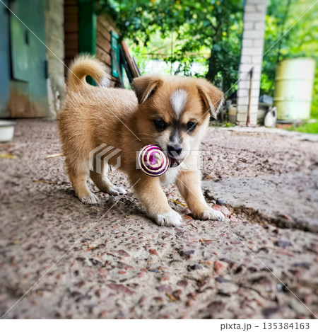 A small brown and white dog is playing with a pink and white toy A small brown and white dog is playing with a pink and white toy 135384163