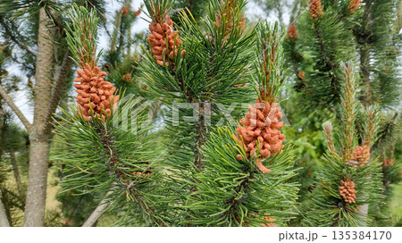 A tree with green leaves and orange cones. A tree with green leaves and orange cones. 135384170