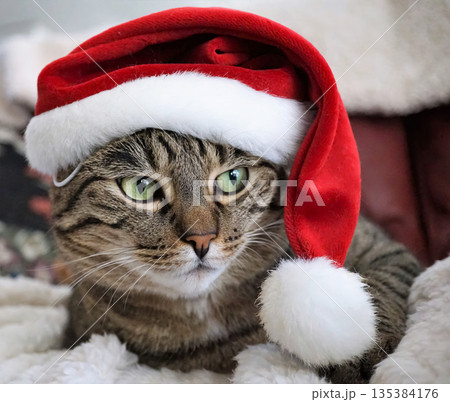 A cat wearing a red Santa hat 135384176