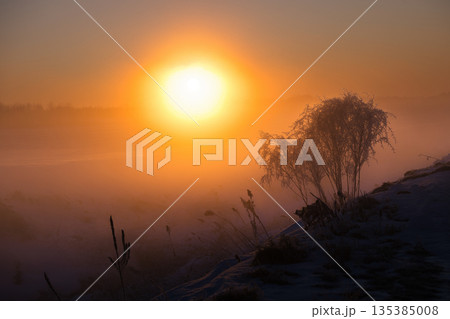 気嵐の中の木 135385008