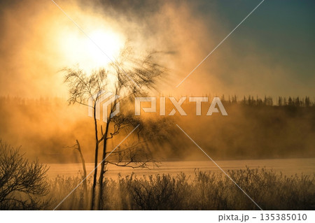 気嵐の中の木 気嵐の中の木 135385010