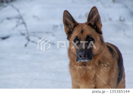 German shepherd in the snow on the mountain 135385144