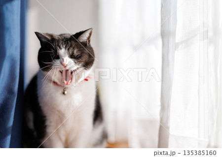 あくびする猫 あくびする猫 135385160