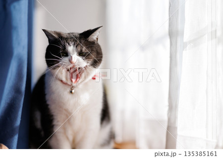 あくびする猫 あくびする猫 135385161