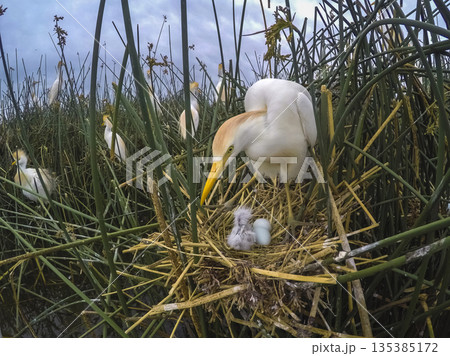 Cattle Egret, Bubulcus ibis, nesting, La Pampa Province, Patagonia, Argentina Cattle Egret, Bubulcus ibis, nesting, La Pampa Province, Patagonia, Argentina 135385172