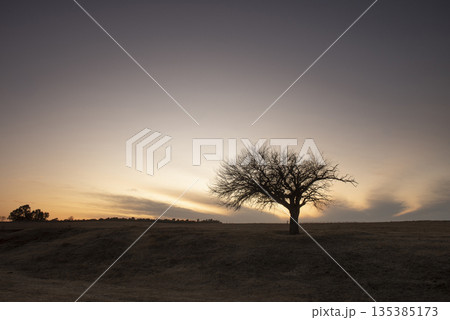 Flowered field in the Pampas Plain, La Pampa Province, Patagonia, Argentina. Flowered field in the Pampas Plain, La Pampa Province, Patagonia, Argentina. 135385173