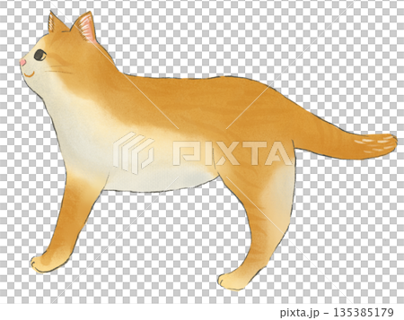 Hand-drawn illustration of a cute brown tabby cat looking to the side Hand-drawn illustration of a cute brown tabby cat looking to the side 135385179