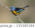 Blue and Yellow Tanager, Thraupis bonariensis, Calden Forest, La Pampa, Argentina 135385184