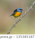Blue and Yellow Tanager, Thraupis bonariensis, Calden Forest, La Pampa, Argentina 135385187