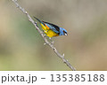 Blue and Yellow Tanager, Thraupis bonariensis, Calden Forest, La Pampa, Argentina 135385188
