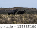 Water buffalo, Bubalus bubalis, species introduced in Argentina, La Pampa province, Patagonia. 135385190