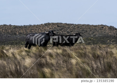Water buffalo, Bubalus bubalis, species introduced in Argentina, La Pampa province, Patagonia. 135385190
