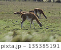 Lama animal, , in pampas grassland environment, La Pampa province, Patagonia,  Argentina 135385191