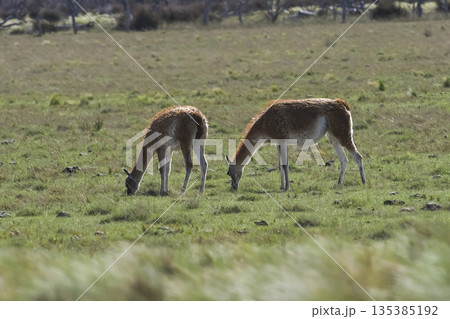 Lama animal, , in pampas grassland environment, La Pampa province, Patagonia,  Argentina 135385192