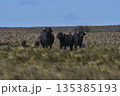 Water buffalo, Bubalus bubalis, species introduced in Argentina, La Pampa province, Patagonia. 135385193