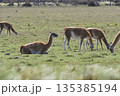Lama animal, , in pampas grassland environment, La Pampa province, Patagonia,  Argentina 135385194