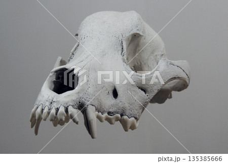 Teeth Of Upper Jaw Of A Dog Skull Floating In Air 135385666