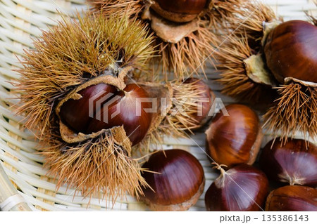 収穫した栗の実とイガ 135386143