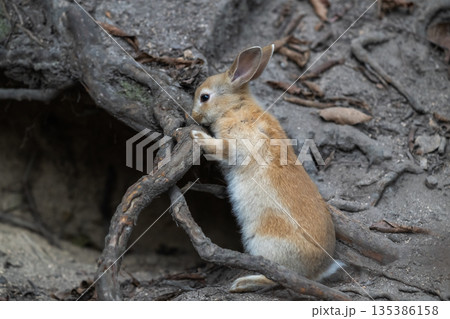 ウサギの楽園 大久野島 135386158