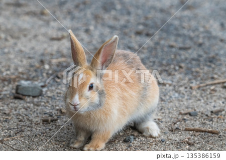 ウサギの楽園 大久野島 135386159