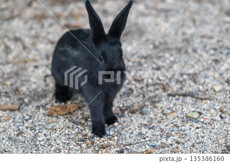 ウサギの楽園 大久野島 ウサギの楽園 大久野島 135386160
