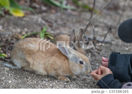 ウサギの楽園 大久野島 135386165