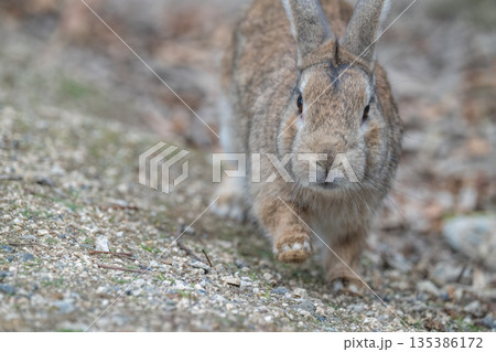 ウサギの楽園 大久野島 ウサギの楽園 大久野島 135386172