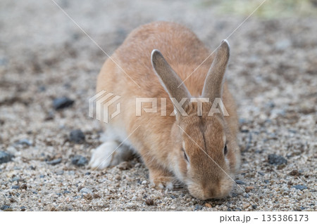 ウサギの楽園 大久野島 ウサギの楽園 大久野島 135386173