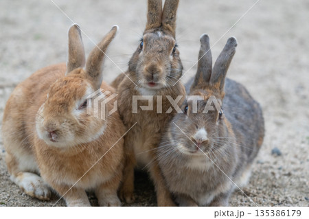 ウサギの楽園 大久野島 135386179