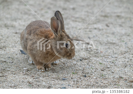 ウサギの楽園 大久野島 ウサギの楽園 大久野島 135386182
