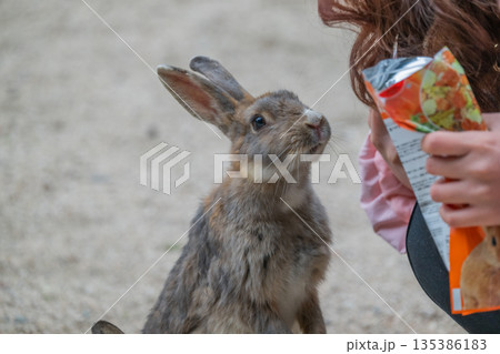 ウサギの楽園 大久野島 ウサギの楽園 大久野島 135386183