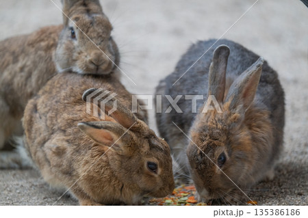 ウサギの楽園 大久野島 ウサギの楽園 大久野島 135386186