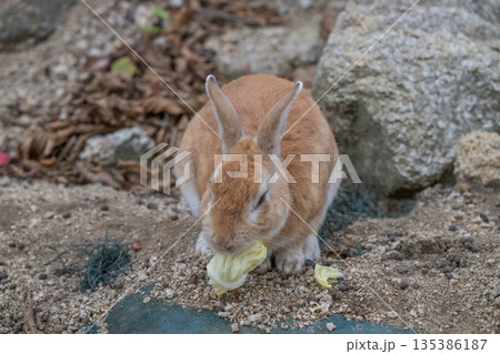 ウサギの楽園 大久野島 ウサギの楽園 大久野島 135386187
