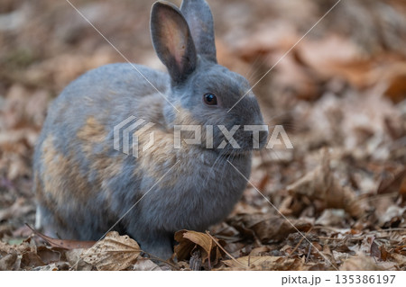 ウサギの楽園 大久野島 ウサギの楽園 大久野島 135386197