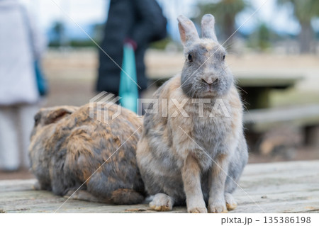 ウサギの楽園 大久野島 ウサギの楽園 大久野島 135386198