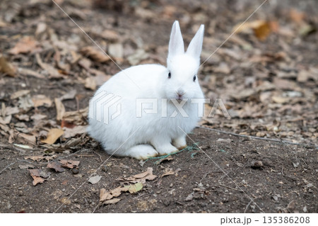 ウサギの楽園 大久野島 135386208