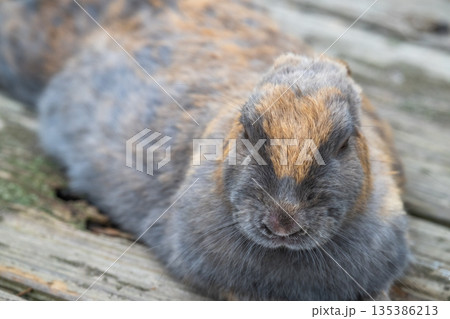 ウサギの楽園 大久野島 135386213