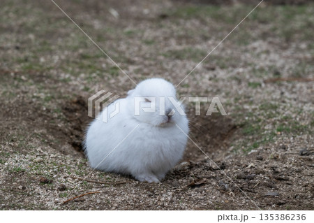 ウサギの楽園 大久野島 135386236