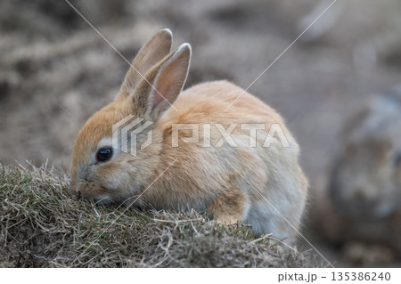 ウサギの楽園 大久野島 ウサギの楽園 大久野島 135386240